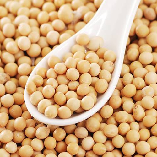 Poroto de Soya